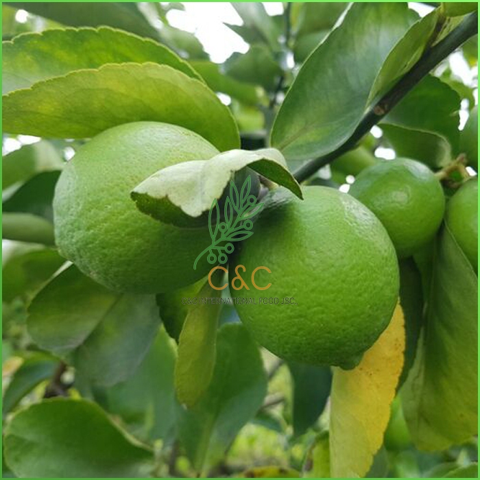 Lemons And Grapefruits Are Promising When Exported